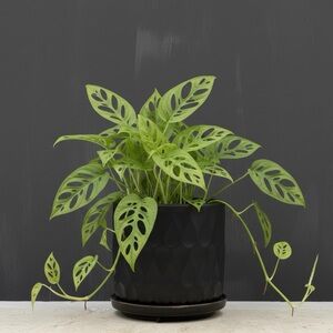 Matte Black Ceramic Barrel Planter with Attached Saucer – 4.5" Modern Indoor